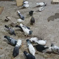 کبوتر پرشی ساوه