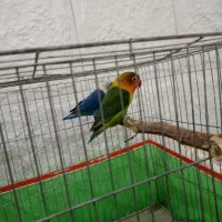 جفت طوطی کوتوله