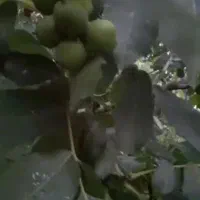 باغ میوه|فروش زمین و ملک کلنگی|جوکار, |دیوار