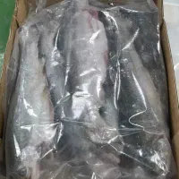 ماهی قزل سایز.فیله ماهی.سالمون