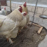 خروس برهما اصل