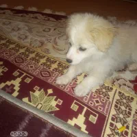 سگ پاکوتاه واگذاری