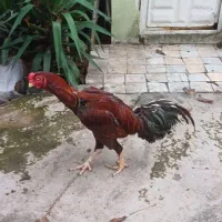 خروس لاری اصل