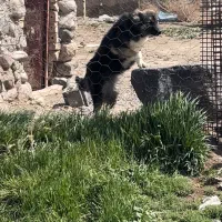 سگ سرابی کوپه