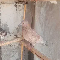 کفتر سرور