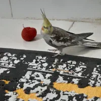 فروش پرنده عروس هلندی|پرنده|الوند, |دیوار