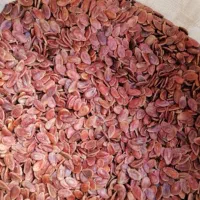 خرید تخمه ژاپنی عمده