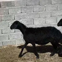 7عدد موسیم بره هستن