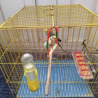 یک جفت|پرنده|ایلام, |دیوار