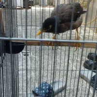 مرغ مینا|پرنده|بهارستان, |دیوار