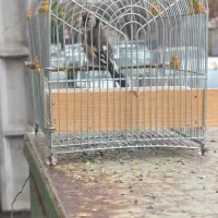 سهره سرسیاه 3گل طوق دار|پرنده|شیراز, بازار|دیوار