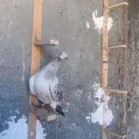 نر کلاغ بدرنگ وپلاکی