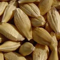 فروش عمده جو درجه یک اعلا|خدمات باغبانی و درختکاری|بهشهر, |دیوار