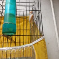 قناری مزایکی سرخ ماده اماده سهره خاکی قفس مهردار|پرنده|مشهد, شهید معقول|دیوار