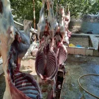 گوسفند زنده جشنواره به مدت محدود|حیوانات مزرعه|مشهد, کشاورز|دیوار