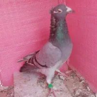 کفتر صید|پرنده|مشهد, مشکینی (شهرک غرب)|دیوار