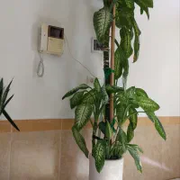 گل دیفن باخی