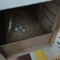 جفت عروس هلندی|پرنده|تهران, نازی‌آباد|دیوار