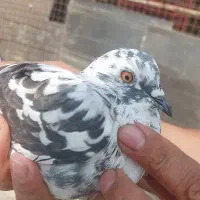 کفتر فروشی ده عدد