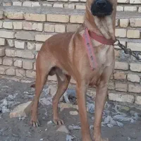 سگ مالینویز