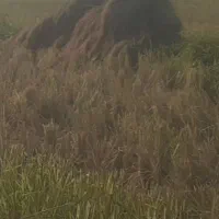 برنج هاشمی اصل