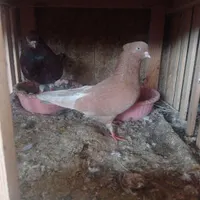 کبوتر سرخ کاکل