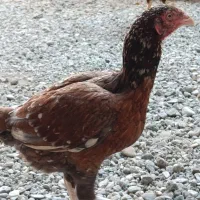 مرغ نسل بالا|حیوانات مزرعه|ایرانشهر, |دیوار