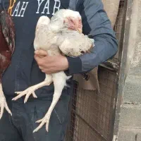 مرغ لاری