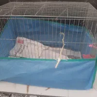 قفس‌پرنده‌بادان‌خوری‌وابخوری‌وتوری‌دورش کلا۶۰۰۰۰۰