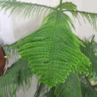 گل وگیاه طبیعی کاج مطبق
