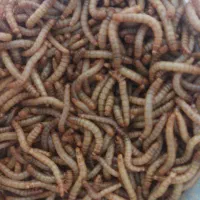 فروش کرم میلورم