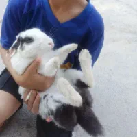 خرگوش اهلی|موش و خرگوش|بوشهر, |دیوار