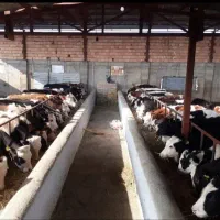 فروش گاو و گوساله های سیمینتال نر و ماده