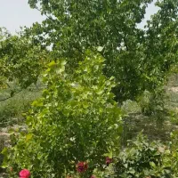 باغ فنس شده همراه استخر و بنا ترشنبه|فروش زمین و ملک کلنگی|اسلامشهر, ترشنبه|دیوار