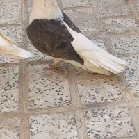 کبوتر دوبالی نر و ماده|پرنده|تاکستان, |دیوار