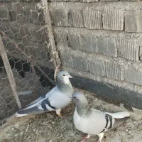 کفتر شهری|پرنده|شیراز, دلگشا|دیوار