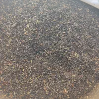 چای درجه یک به شرط دم کردن