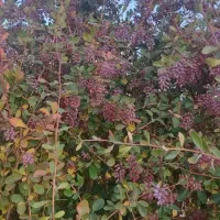 سبوس اطلس تحویلی.میش بز.گاو