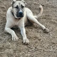 سگ گله ای