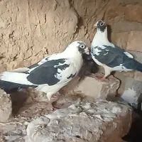 جفت پلنگ کرمانی