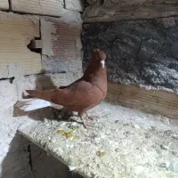 کبوترتهرانی قرمزاغ گویروخ