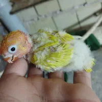 جوجه کوتوله|پرنده|تربت جام, میرقوام الدین|دیوار