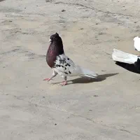 کله اهوازی سرخ