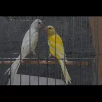 جوجه قناری سوپری بلند