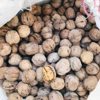 گردو درجه یک بجنورد