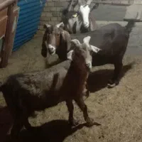 سه راس بز دورگ خوشزات