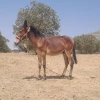 قاطر۱۴ ماهه نر قد بلند|حیوانات مزرعه|چگنی, |دیوار