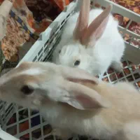 بچه خرگوش