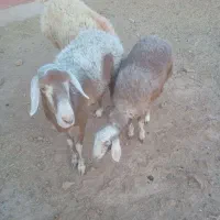 گوسفند‌تخمی‌جوان‌بابره350000|حیوانات مزرعه|تربت جام, باغ سنگان سفلی|دیوار