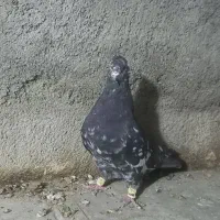 سرور